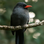 Black-fronted nunbird / Monasa nigrifrons / Monja de Frente Negra