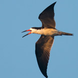 Black skimmer / Rynchops niger / Rayador negro