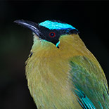 Andean Motmot / Momotus aequatorialis / Relojero andino