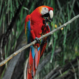 Scarlet Macaw / Ara macao / Guacamayo Escarlata