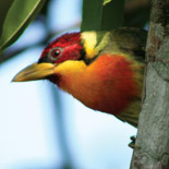 Lemon-throated Barbet / Eubucco richardsoni / Barbudo de Garganta Limón