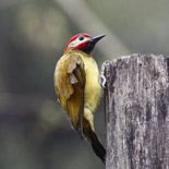 Golden olive Woodpecker / Colaptes rubiginosus / Carpintero Olivo y Dorado