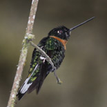 Gould's Inca / Coeligena torquata / Inca Acollarado