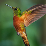 Chestnut-breasted Coronet / Boissonneaua matthewsii / Colibrí de Pecho Castaño