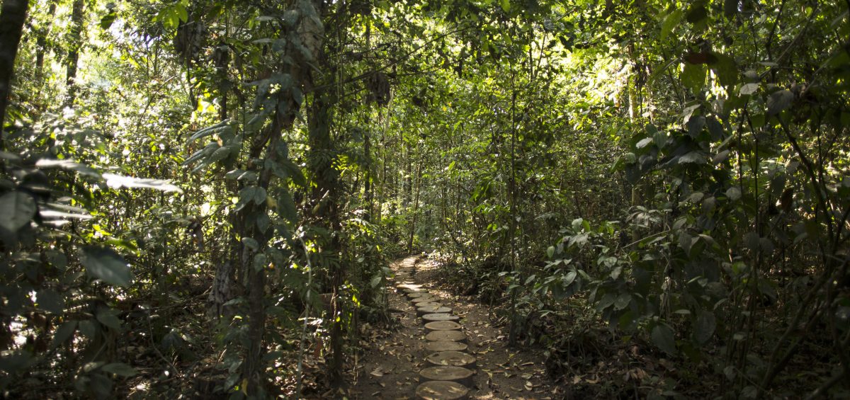 Inkaterra Reserva Amazonica - Trails