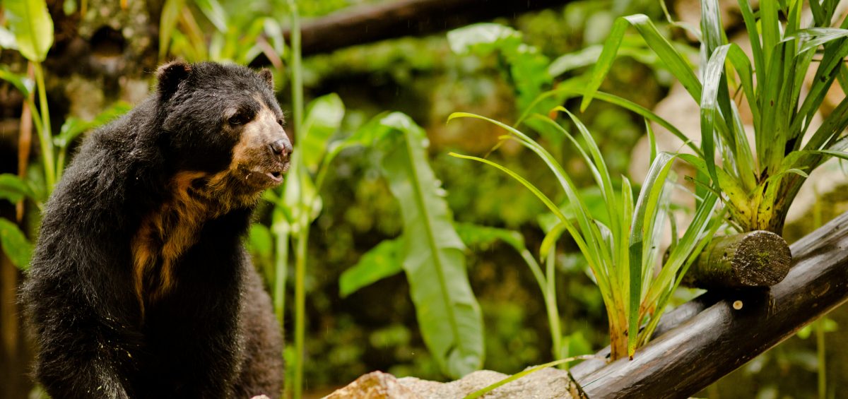 Inkaterra Machu Picchu Pueblo Hotel - Spectacled Bear Conservation Project