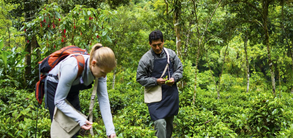 Inkaterra Machu Picchu Pueblo Hotel - Tea Plantation