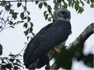 aguila arpia