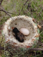 Chick in nest