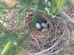 NEST