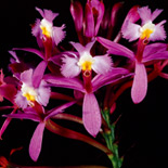 Epidendrum aff. secundum Jacquin