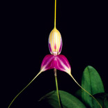 Masdevallia antonii Koeniger