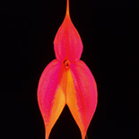 Masdevallia veitchiana