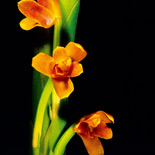 Maxillaria funicaulis Schweinfurth