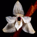 Maxillaria denise Collantes & Chirstenson