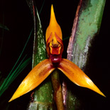 Maxillaria nasuta Reichenbach f.