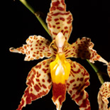 Odontoglossum praestans Reichnbach f. & Warscewicz