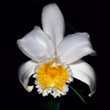 Sobralia aff. setigera Poeppig & Endlicher