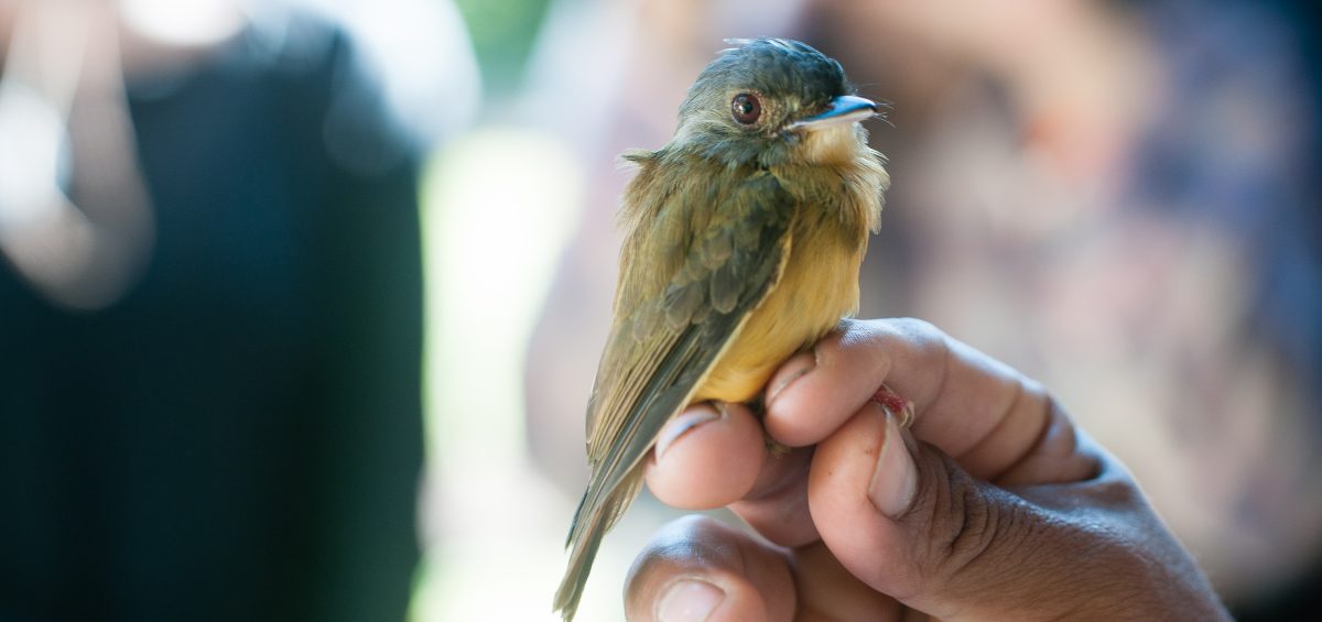 Amazon Field Station byInkaterra - Bird Monitoring