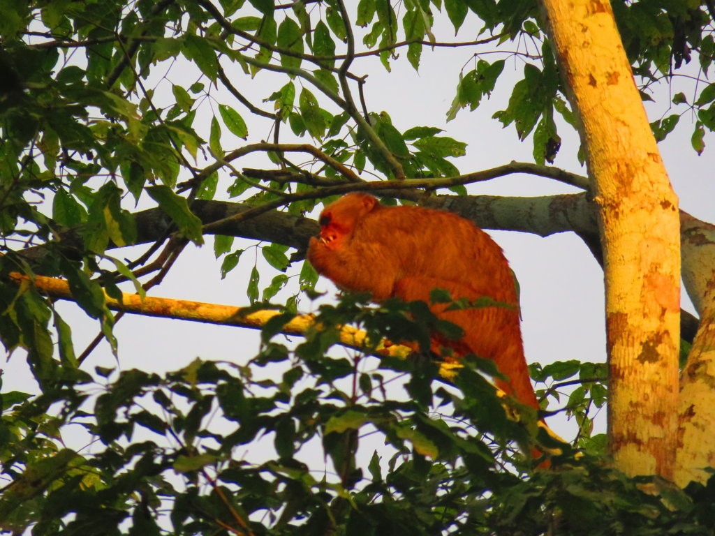 Amazon Field Station