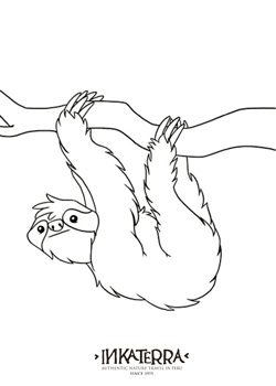 Three-toed Sloth